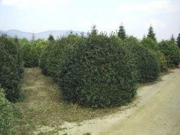 Camelia (Camellia Sasanqua) - Afbeelding 5