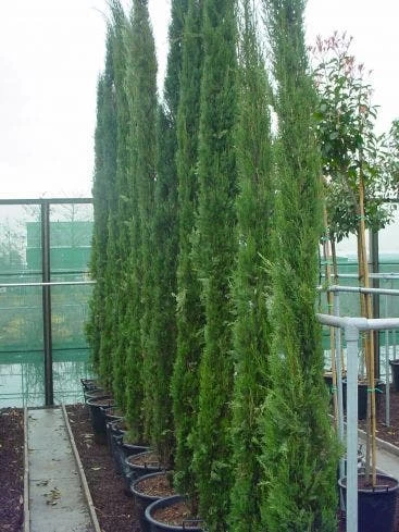 Italiaanse Cypres (Cupressus Sempervirens 'Stricta') - Afbeelding 4