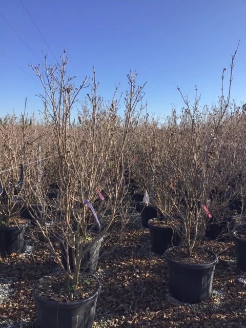 Kornoelje (Cornus Kousa 'Schmetterling') - Afbeelding 5