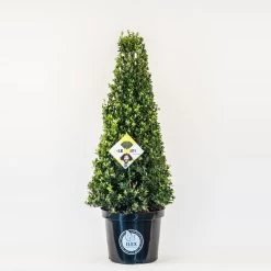 Japanse Hulst In Kegelvorm (Ilex Crenata 'Dark Green')