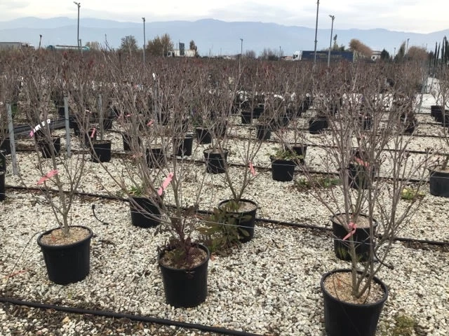 Kornoelje (Cornus Kousa 'Schmetterling') - Afbeelding 4