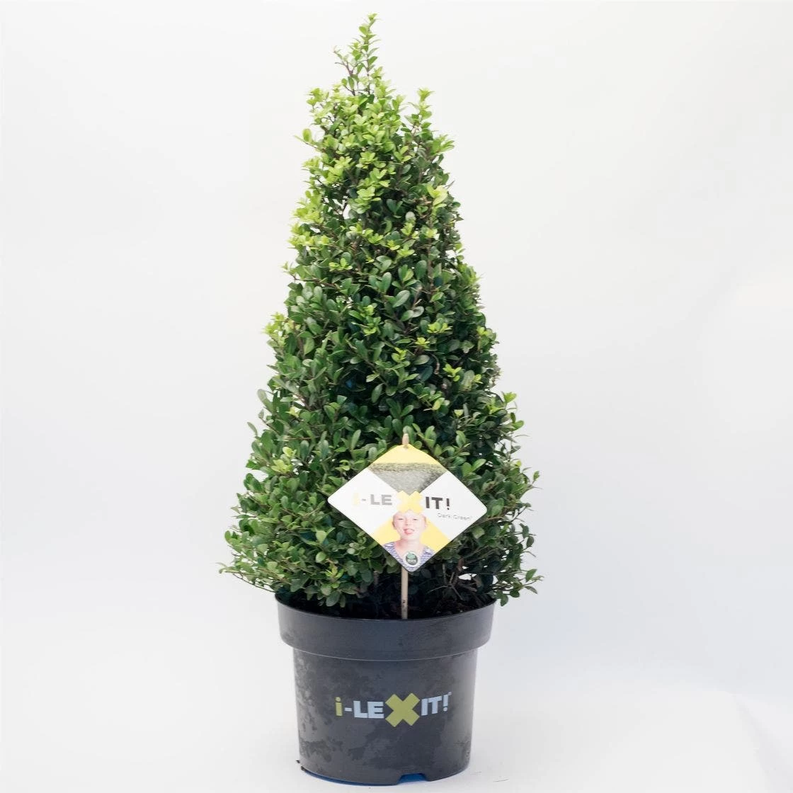 Japanse Hulst In Kegelvorm (Ilex Crenata 'Dark Green') - Afbeelding 2