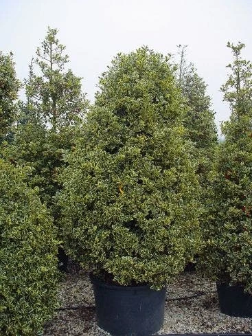 Hulst (Ilex Aquifolium 'Silver Queen') - Afbeelding 6