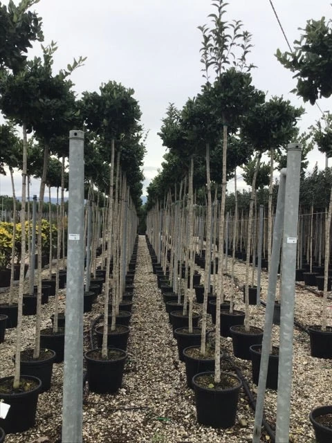 Liguster Als Boom (Ligustrum Japonicum 'Texanum') - Afbeelding 2