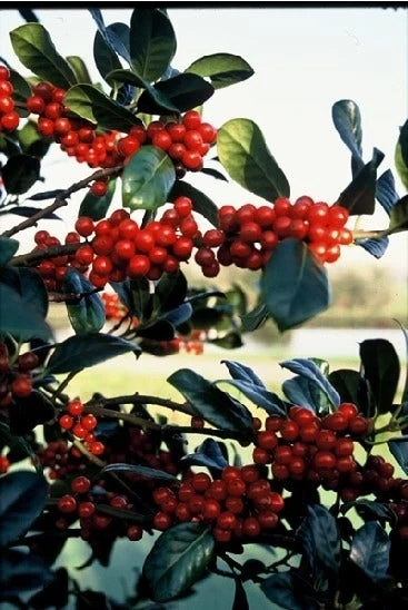 Hulst (Ilex Aquifolium J.C. Van Tol) - Afbeelding 2