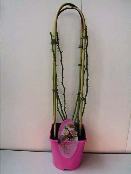 Miniklimroos (Rosa 'Open Arms') - Afbeelding 2