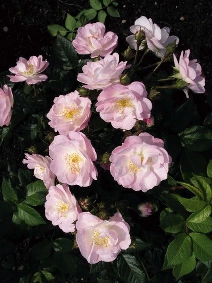 Miniklimroos (Rosa 'Perennial Blush') - Afbeelding 2