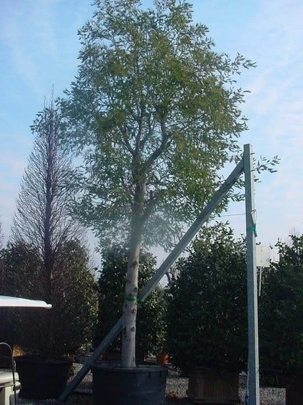 Mimosa (Acacia Dealbata) - Afbeelding 7