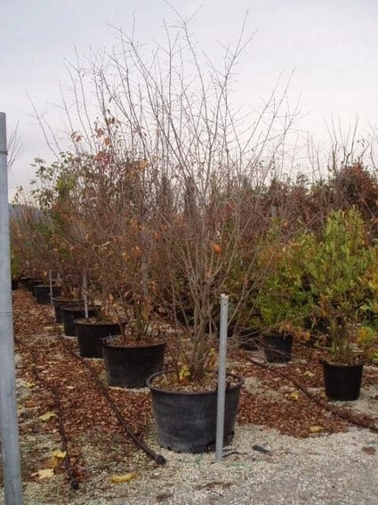 Canadese Krentenboom (Amelanchier Canadensis) - Afbeelding 2