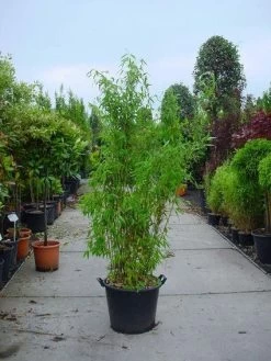 Niet Woekerende Bamboe (Fargesia Murieliae 'Jumbo')