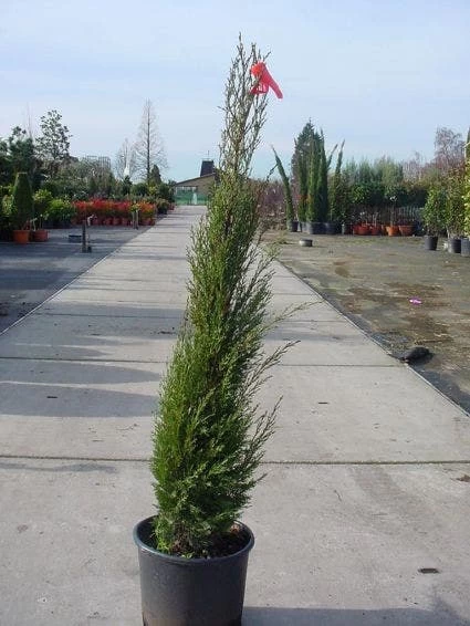 Italiaanse Cypres (Cupressus Sempervirens 'Stricta') - Afbeelding 8