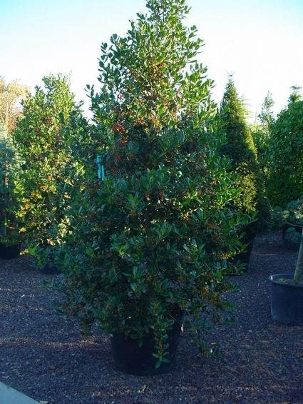 Hulst (Ilex Aquifolium J.C. Van Tol) - Afbeelding 3