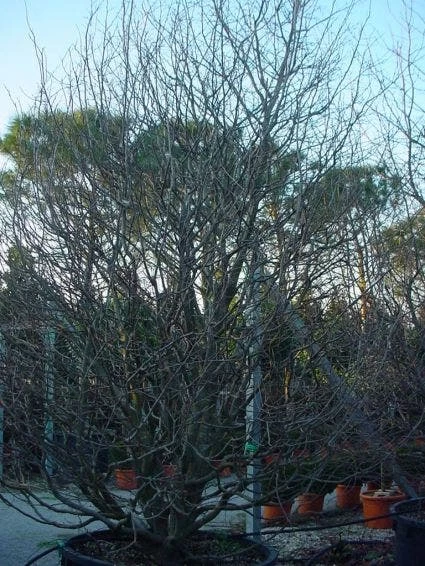 Perzisch IJzerhout Als Struik (Parrotia Persica) - Afbeelding 8