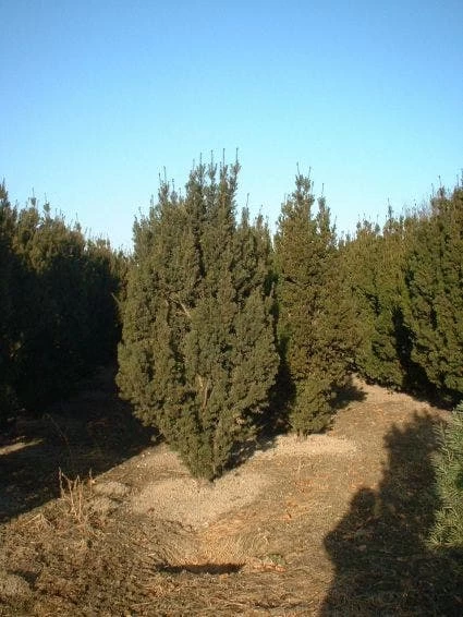 Taxus (Taxus Media 'Hicksii') - Afbeelding 6