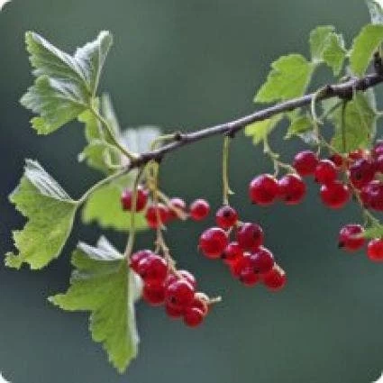 Rode Bes Op Stam (Ribes Rubrum 'Jonkheer Van Tets') - Afbeelding 2