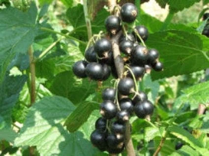 Zwarte Bes (Ribes Nigrum 'Ben Nevis') - Afbeelding 3