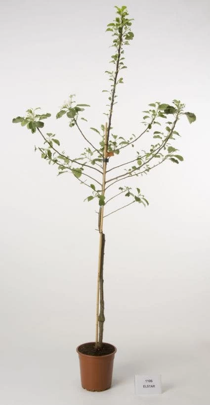 Appelboom (Malus Domestica 'Elstar') - Afbeelding 2