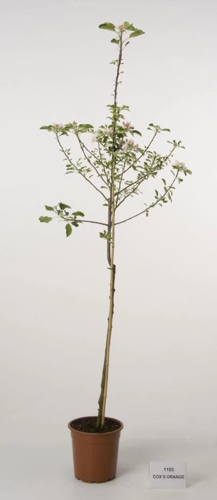 Appelboom (Malus Domestica 'Cox's Orange') - Afbeelding 3