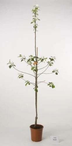 Appelboom (Malus Domestica )