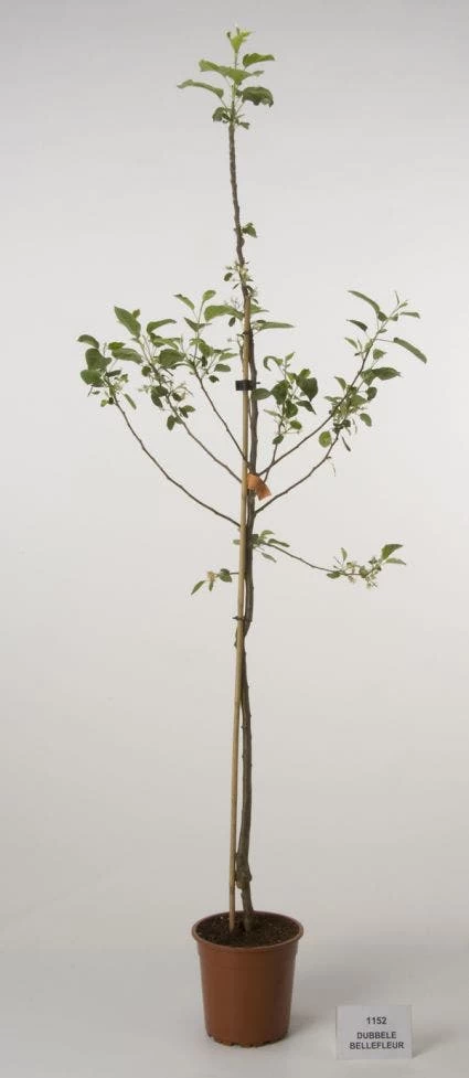 Appelboom (Malus Domestica 'Dubbele Bellefleur') - Afbeelding 2