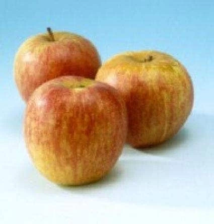 Appelboom (Malus Domestica 'Rode Dijkmanszoet') - Afbeelding 2