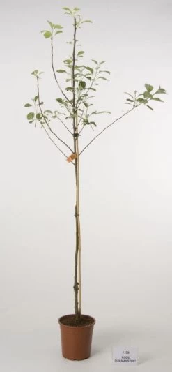 Appelboom (Malus Domestica 'Rode Dijkmanszoet')