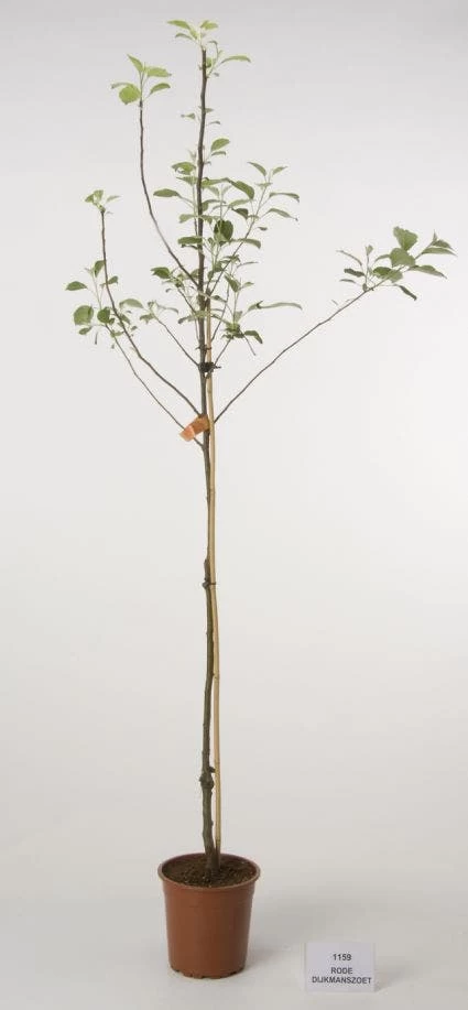 Appelboom (Malus Domestica 'Rode Dijkmanszoet')