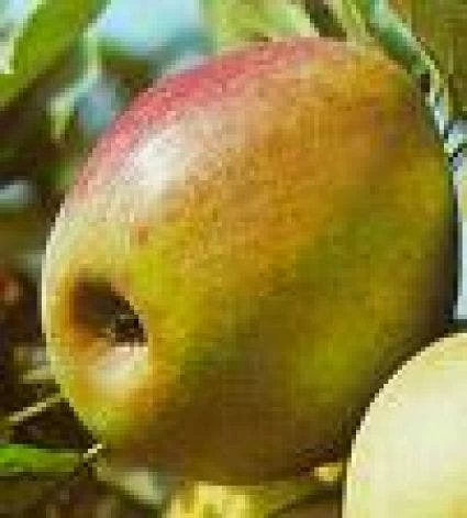 Lei-Appel (Malus Domestica 'Rode Boskoop') - Afbeelding 2