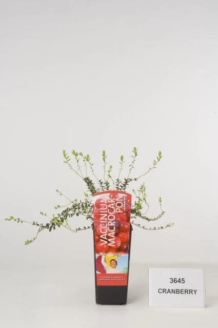 Veenbes (Vaccinium Macrocarpon Cranberry)