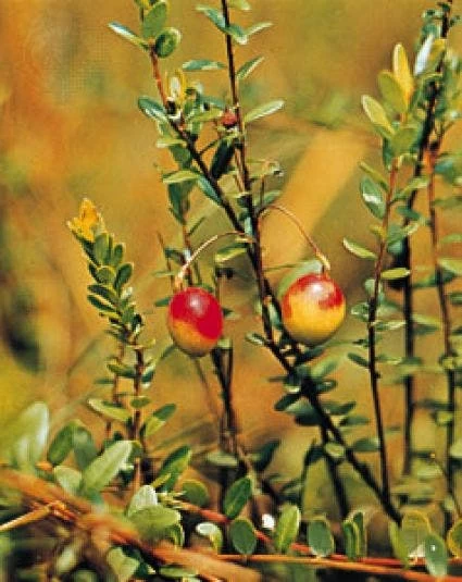Veenbes (Vaccinium Macrocarpon Cranberry) - Afbeelding 2