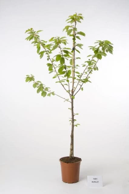 Kersenboom (Prunus Avium 'Hedelfinger Riesenkirsche') - Afbeelding 6