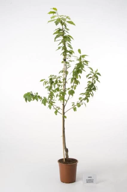 Kersenboom (Prunus Avium 'Hedelfinger Riesenkirsche') - Afbeelding 5