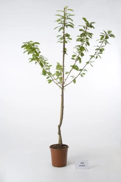 Kersenboom (Prunus Avium 'Hedelfinger Riesenkirsche') - Afbeelding 4