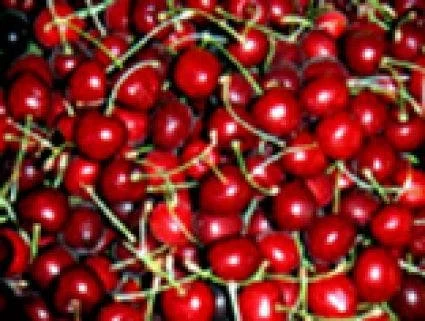 Kersenboom (Prunus Avium 'Lapins') - Afbeelding 2