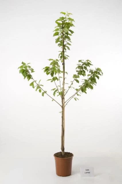 Kersenboom (Prunus Avium 'Hedelfinger Riesenkirsche') - Afbeelding 3