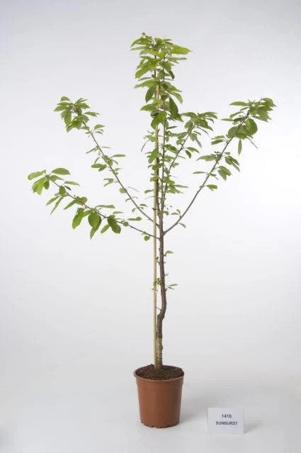 Kersenboom (Prunus Avium 'Hedelfinger Riesenkirsche') - Afbeelding 2