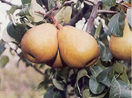 Perenboom (Pyrus Communis 'Beurre Hardy') - Afbeelding 4