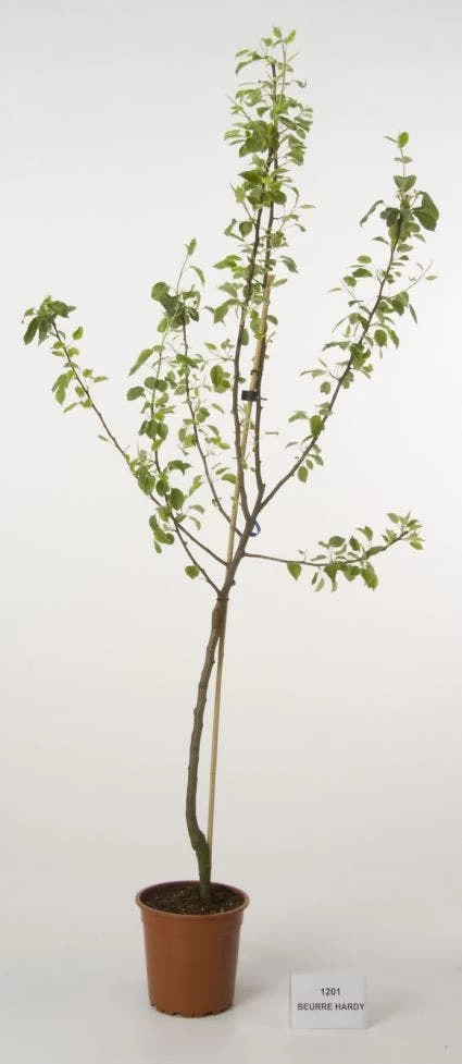 Perenboom (Pyrus Communis 'Beurre Hardy') - Afbeelding 3