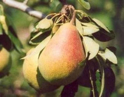 Perenboom (Pyrus Communis 'Clapp's Favourite') - Afbeelding 2