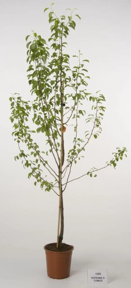 Perenboom (Pyrus Communis 'Doyenne Du Comice') - Afbeelding 2