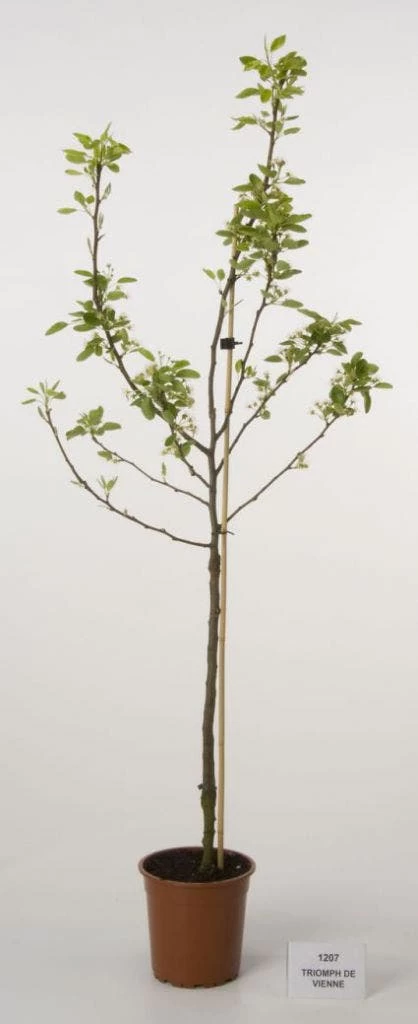 Perenboom (Pyrus Communis 'Triomph De Vienne') - Afbeelding 2