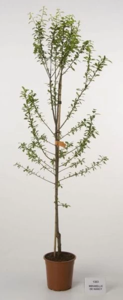 Pruimenboom (Prunus Domestica 'Mirabelle De Nancy')