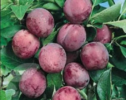 Pruimenboom (Prunus Domestica 'Opal') - Afbeelding 2