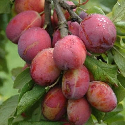 Pruimenboom (Prunus Domestica 'Victoria') - Afbeelding 2