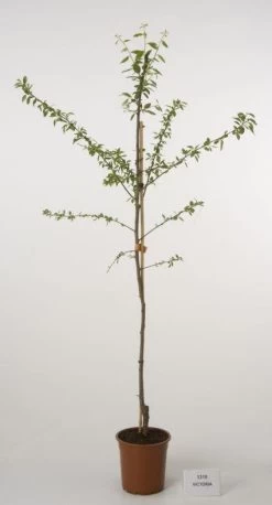 Pruimenboom (Prunus Domestica 'Victoria')