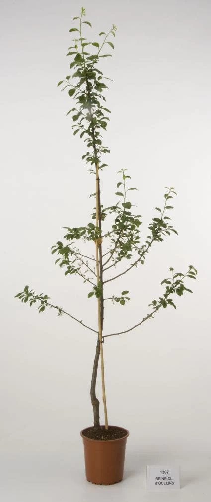Pruimenboom (Prunus Domestica 'Reine Claude' D'Oullins') - Afbeelding 2