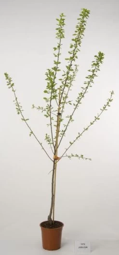 Pruimenboom (Prunus Domestica 'Jubileum')