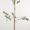 Pruimenboom (Prunus Domestica 'Monsieur Hatif')
