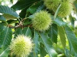 Tamme Kastanje Als Halfstam (Castanea Sativa)