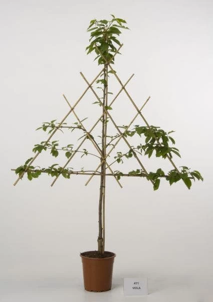 Lei-Kers (Prunus Avium 'Viola')